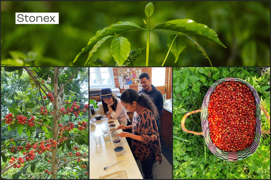 Stonex Gesha Geisha Green coffee ethiopia africa