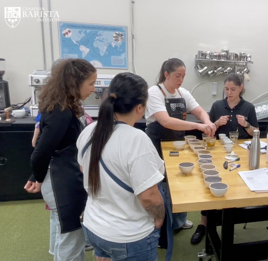 Cupping Learning Coffee Tasting Montreal