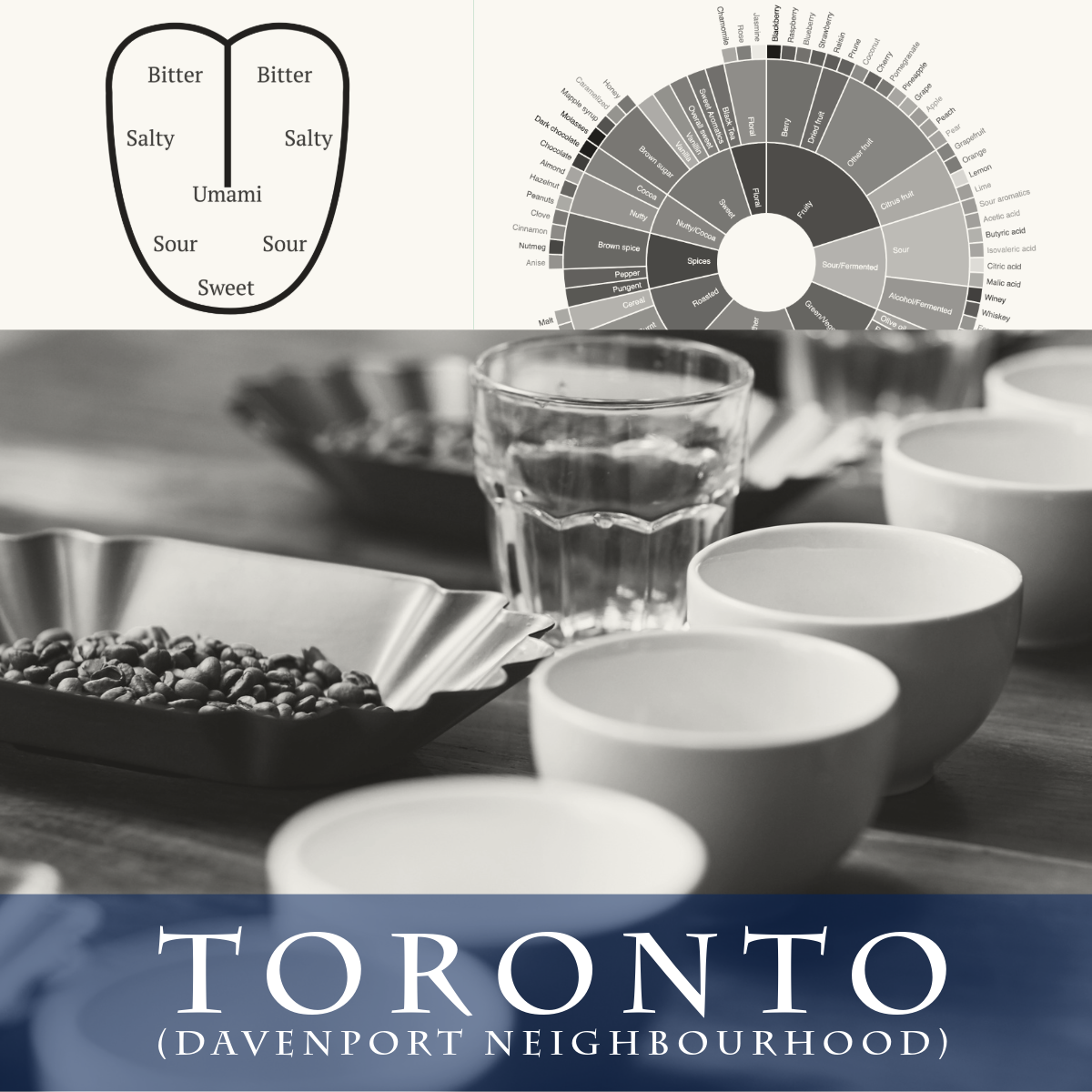 Toronto Specialty Coffee Lab
