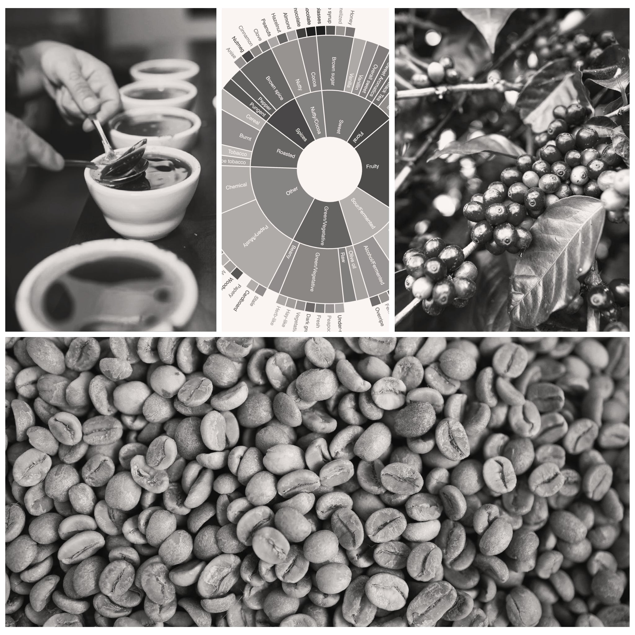 Green And Roasted Coffee Analysis – Canadian Barista Institute