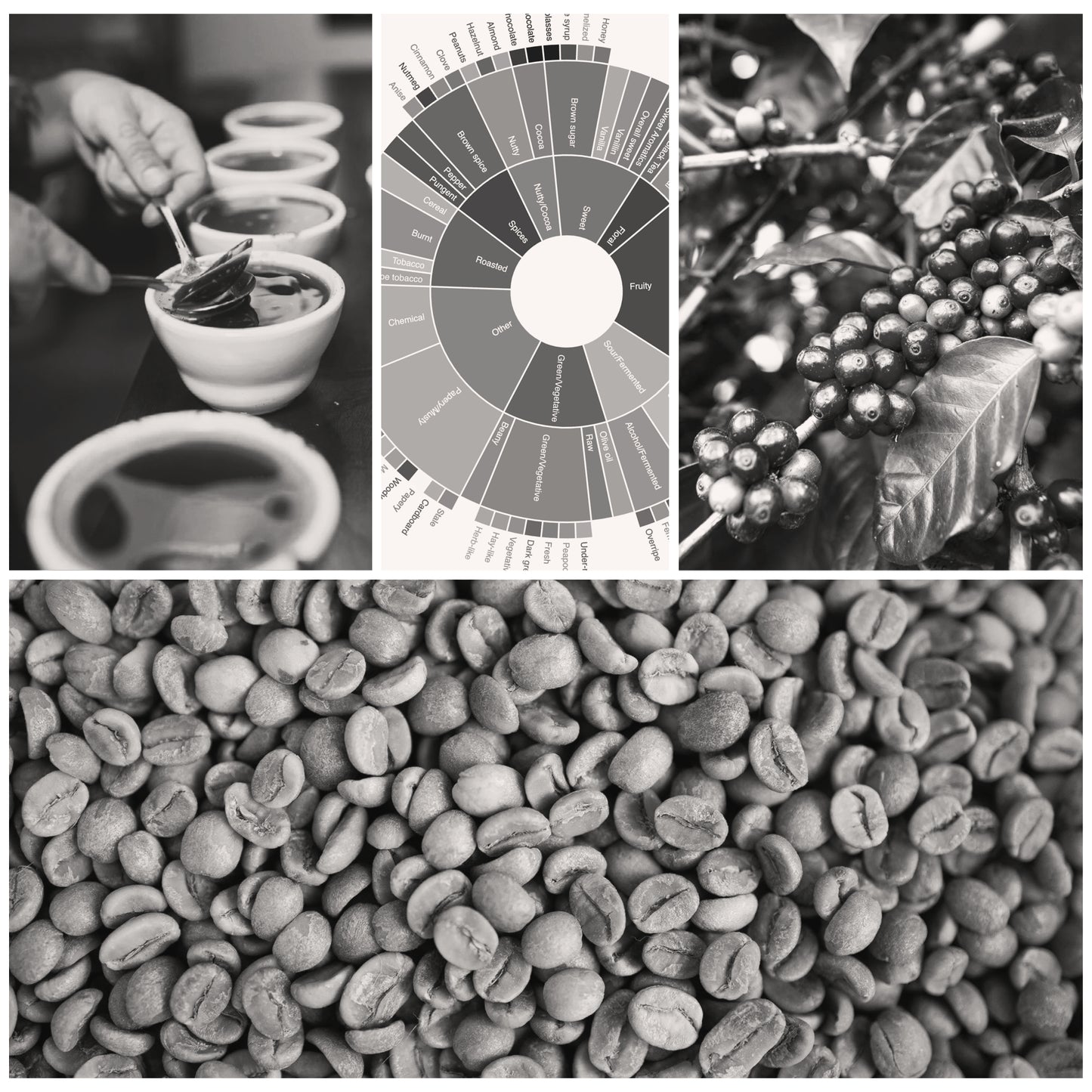 Green and Roasted Coffee Analysis